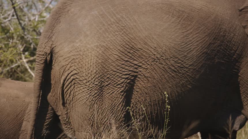 Elephants walking through grassland on a sunny day