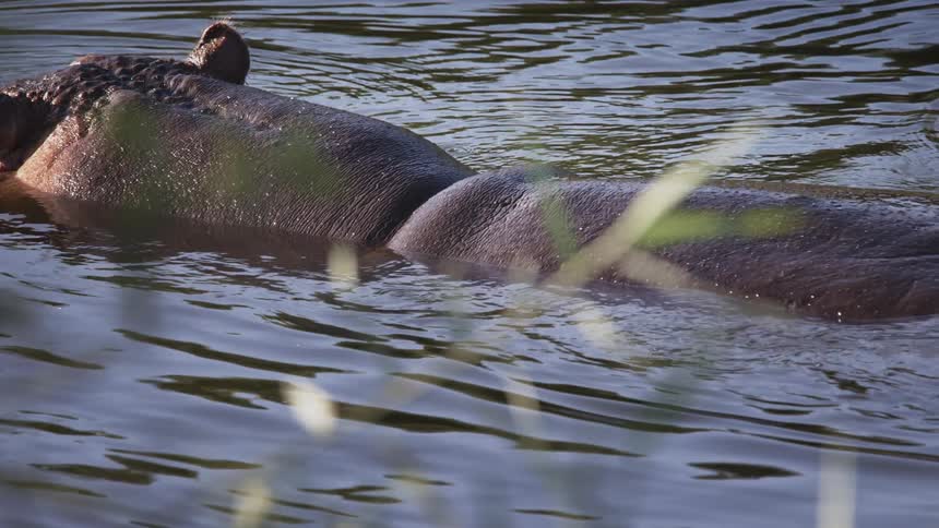 Two hippos in the water and only their face and back are on the surface