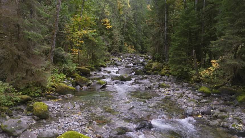 A small stream that runs through a dense forest