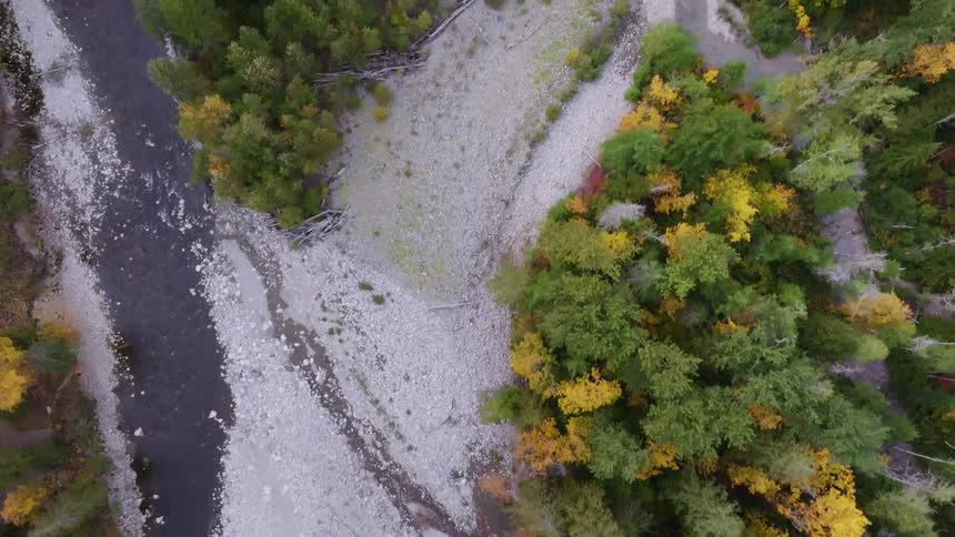 The forest is turning yellow in the fall