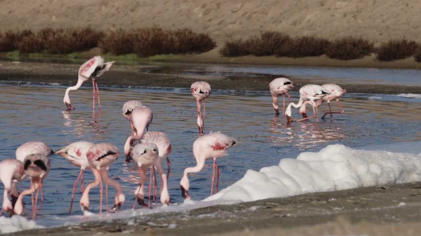 A flock of pink flamingos walking through the lake foraging for food in their natural habitat