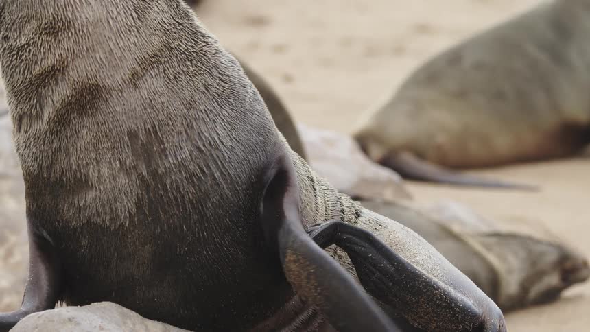 Sea lion scratching itself on the sand