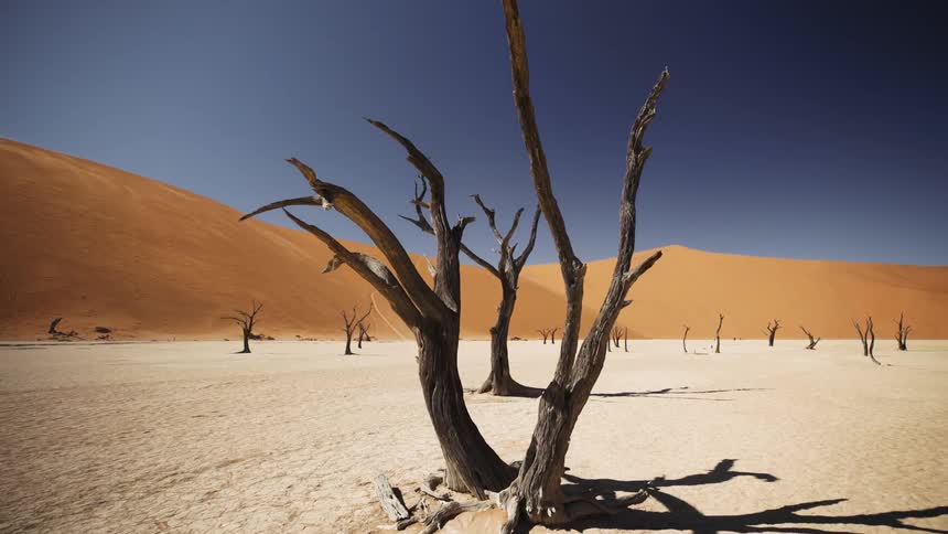 Dry trees on a ground surrounded by desert dunes under a blue sky