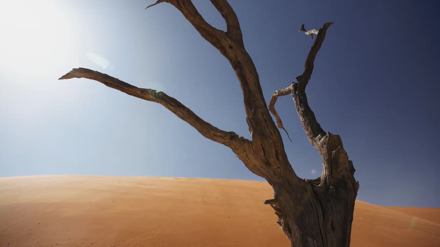 Dead trees in the desert surrounded by sand dunes