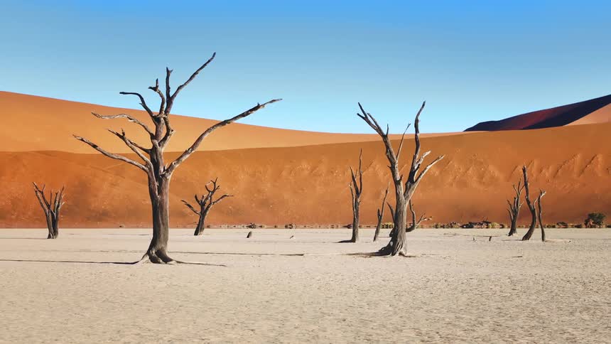 Panorama of dry trees on dry ground surrounded by dunes in the desert