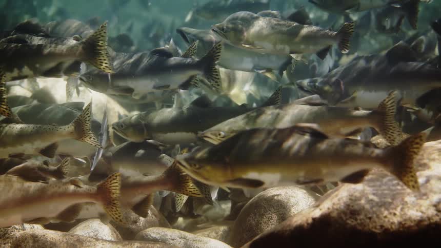A school of fish are swimming at the rocky bottom of a large aquarium in the daytime