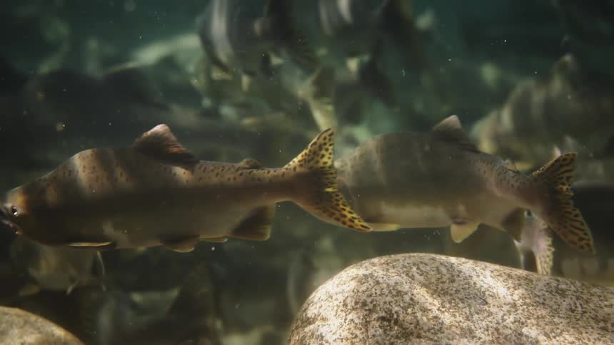 Shadows play across the many fish swimming close to rocks on the bottom