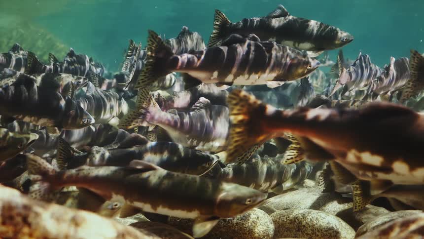 A large number of fish swim together just above some stones underwater