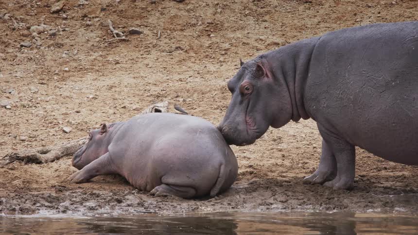 Two hippopotamuses where one is lying down and the other puts his face on his belly