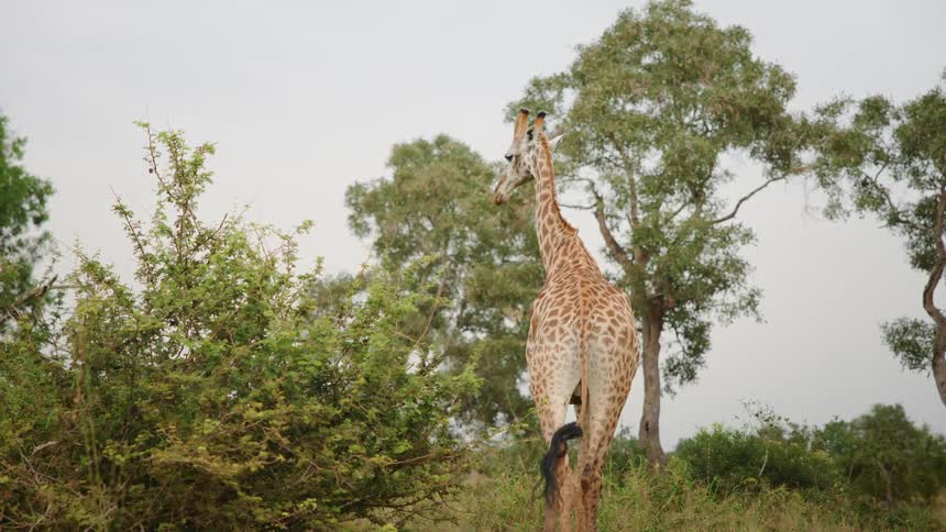 A giraffe walks on a field next to trees