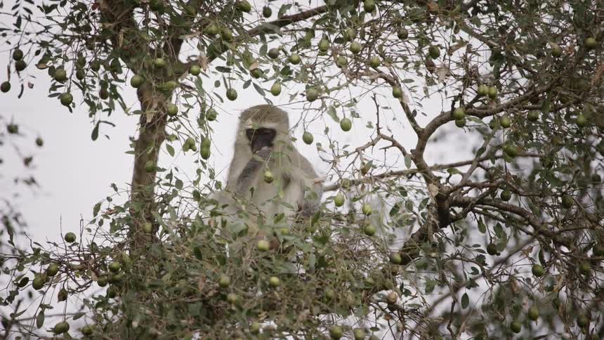 Baboon in a tree eating fruits