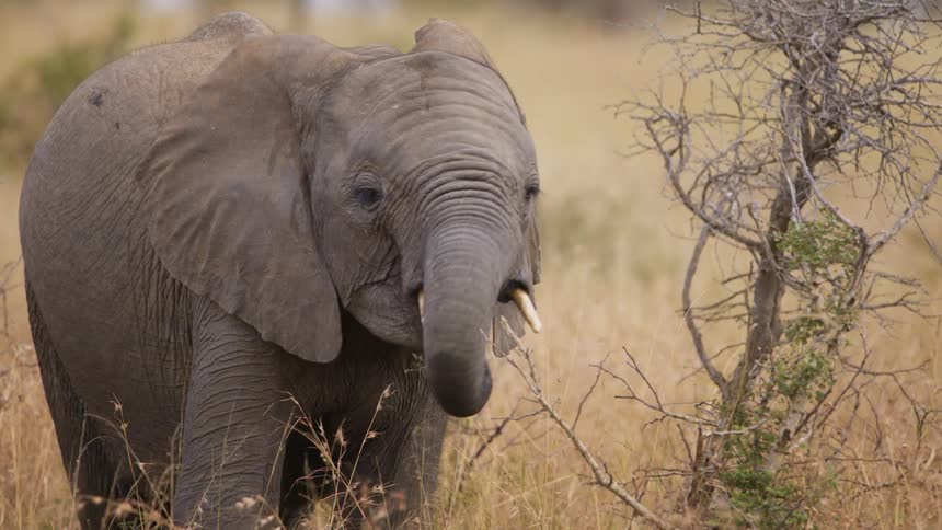 Elephant eating in the wild at midday