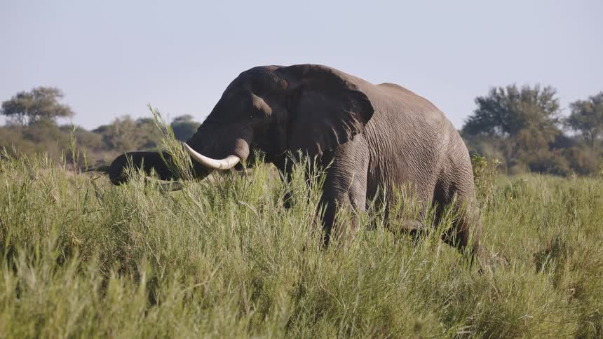 A large elephant stands in a field of tall grass as it is eating