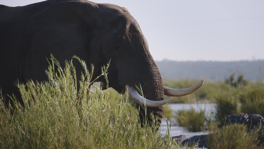 Elephant grazing next to a river