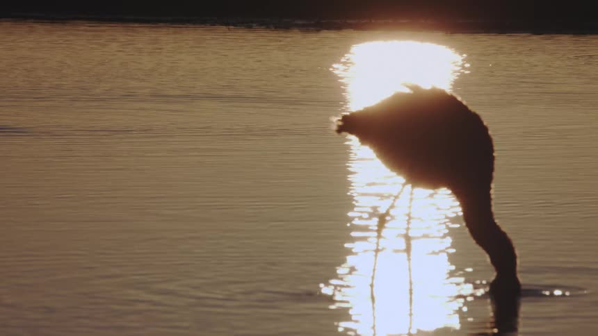 A large bird with its head in the water is hunting for food