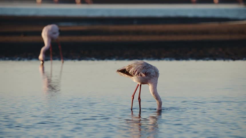 Flamingos with their beaks buried in the water