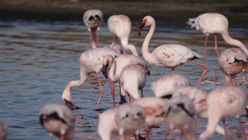 Several flamingos above the water looking for food on the ground