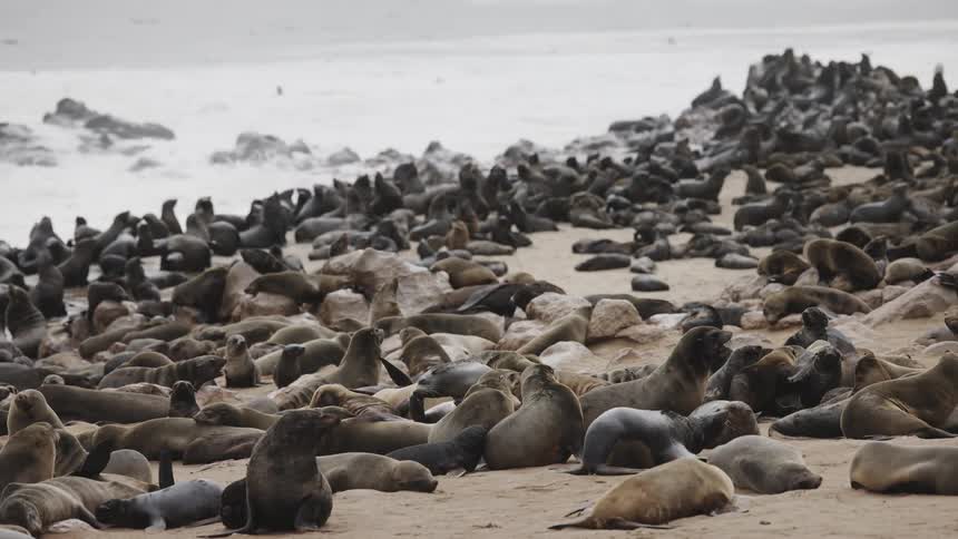 A large group of seals are laying in the sand