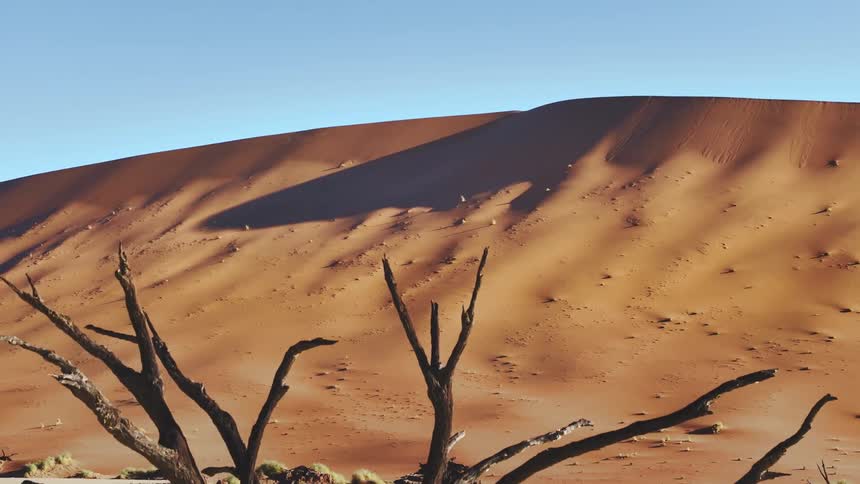 A dry tree in a desert with sand dunes