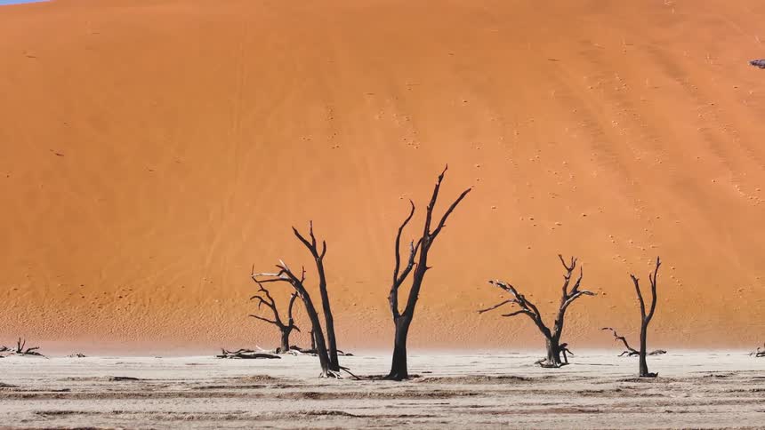A desert region with dry and leafless trees