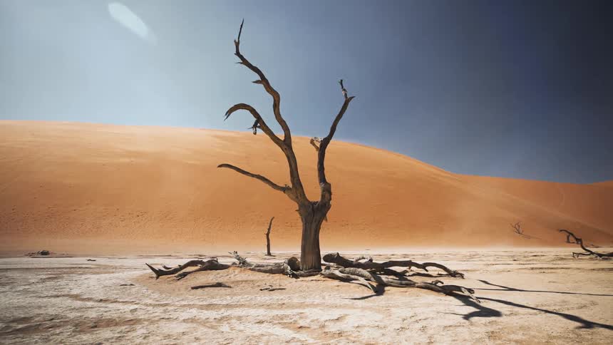A leafless and dry tree in a desert region
