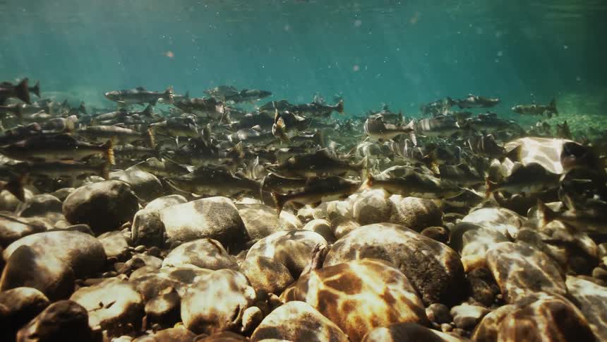 Several fish swimming underwater near rocks on the ground and the water is being illuminated by sunlight