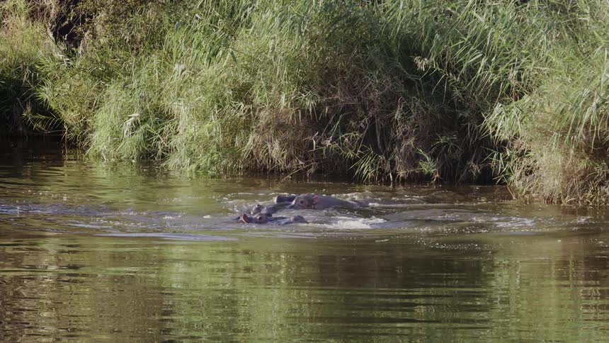 Group of hippos swimming in the river in nature