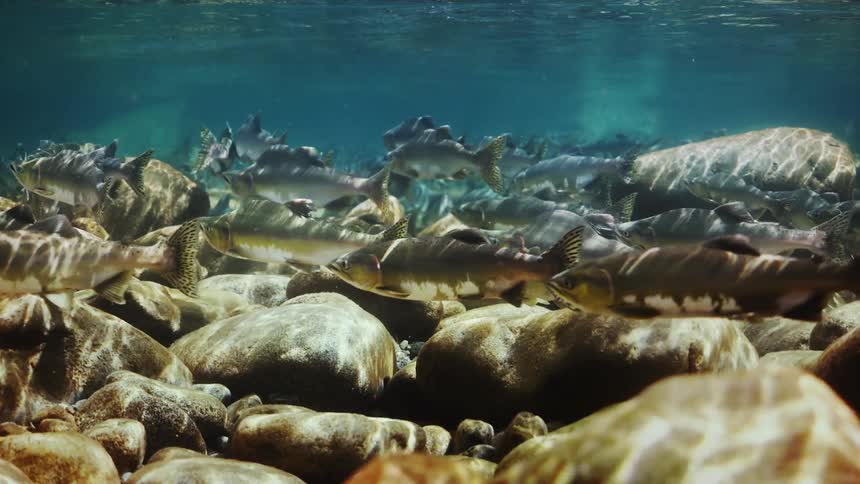 Fish in the turquoise blue sea swimming among rocks
