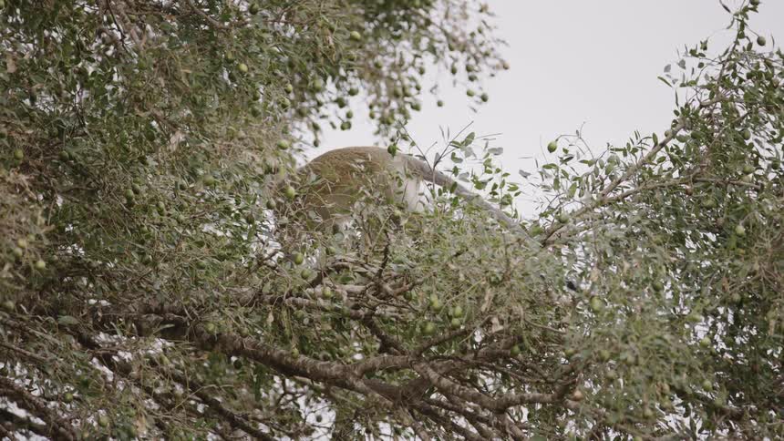A small monkey walking on a tree branch