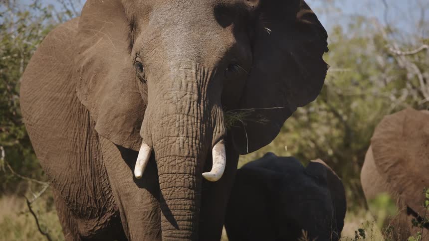 Big and small elephants eating grass on a sunny day