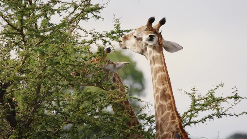 Giraffes eating the leaves from a tree