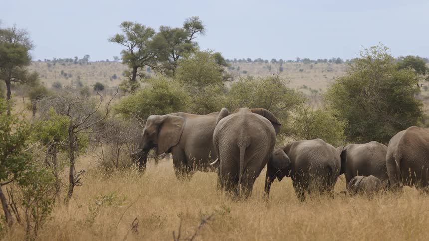 A herd of elephants walks together in their natural habitat