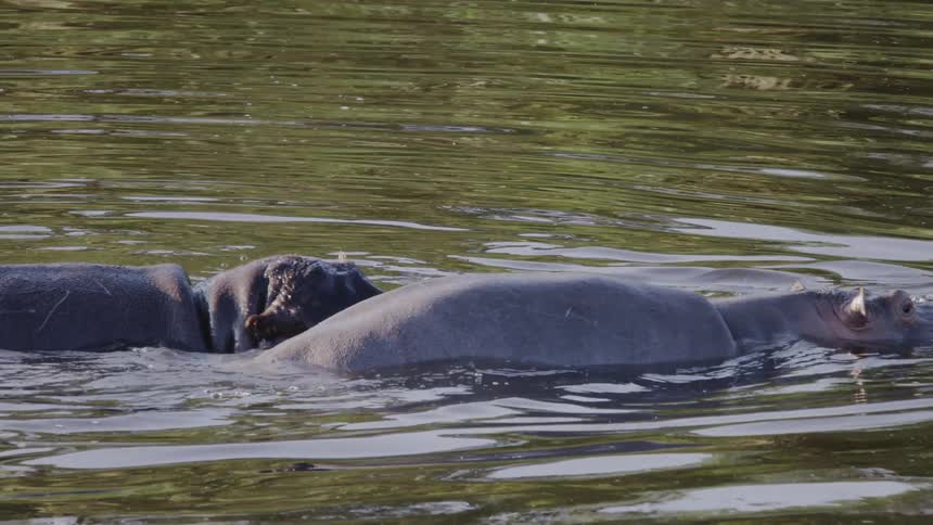 Pair of hippos swimming in a lake during the day