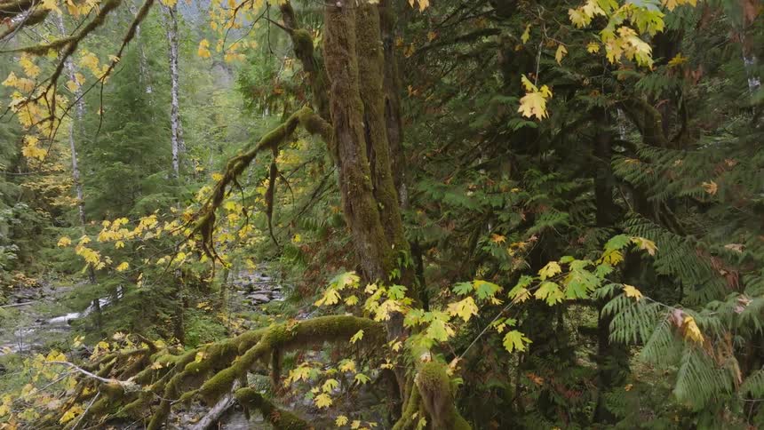 View of a forest with rivers rocks and trees