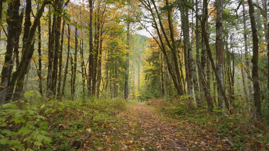 Trees in a forest area at midday