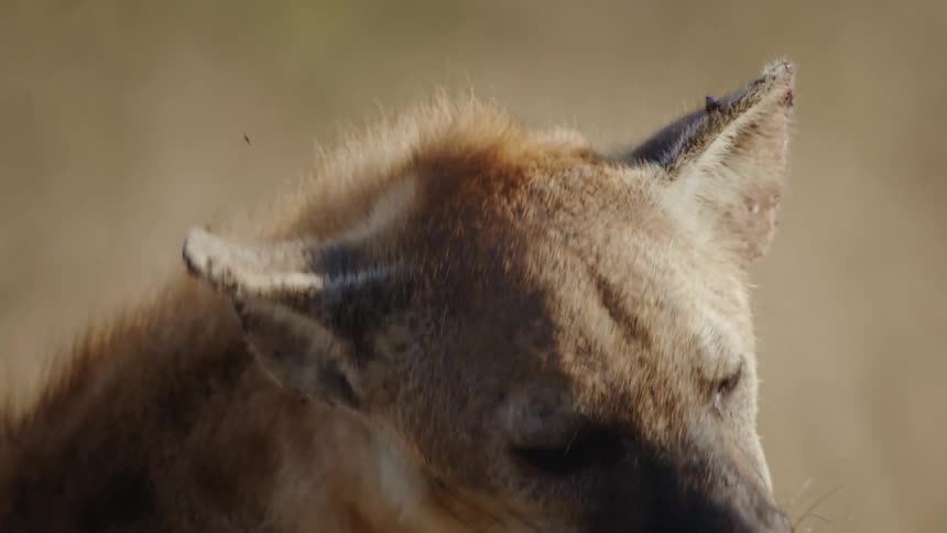 A hyena is scratching itself