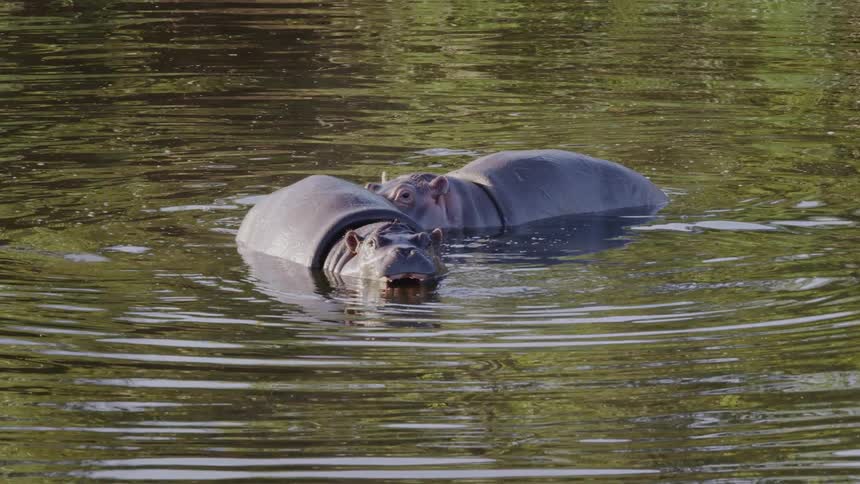 Two hippos swimming in a lake