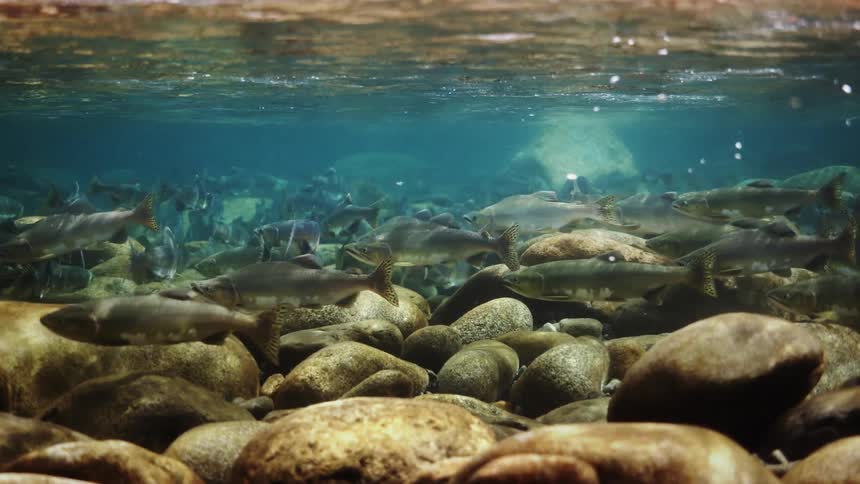 Some fish swimming underwater near the rocks at the bottom of the water