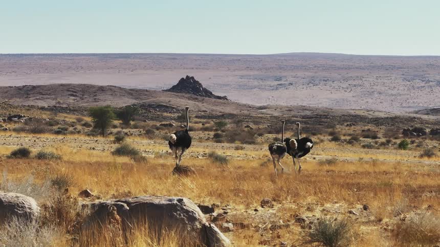 Ostriches running across a plain