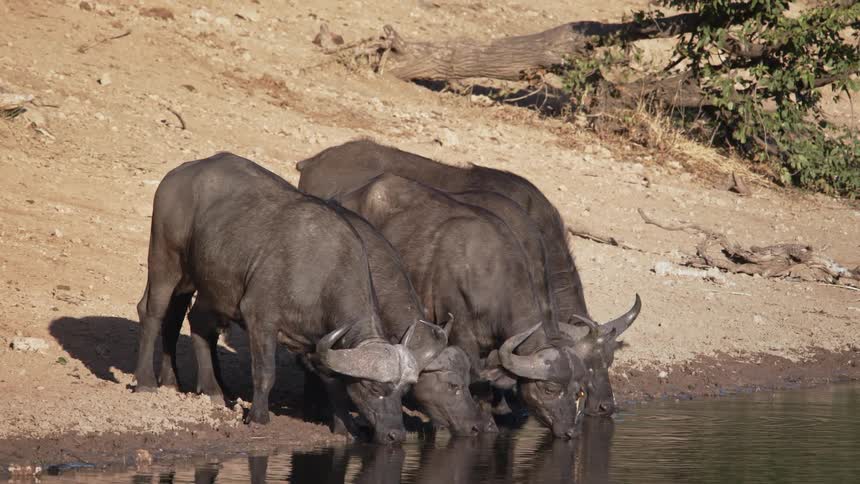 A clip of buffalos drinking by the river bank