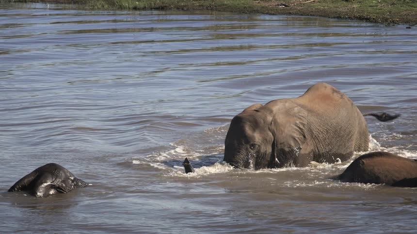 Elephants bathing in a river