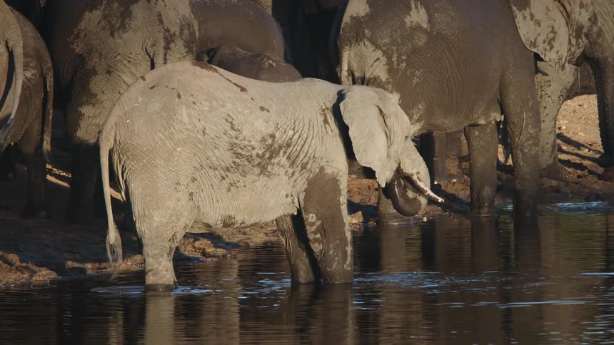 A clip of elephants drinking by the river bank