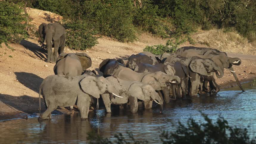 Elephants drinking water in a river at midday