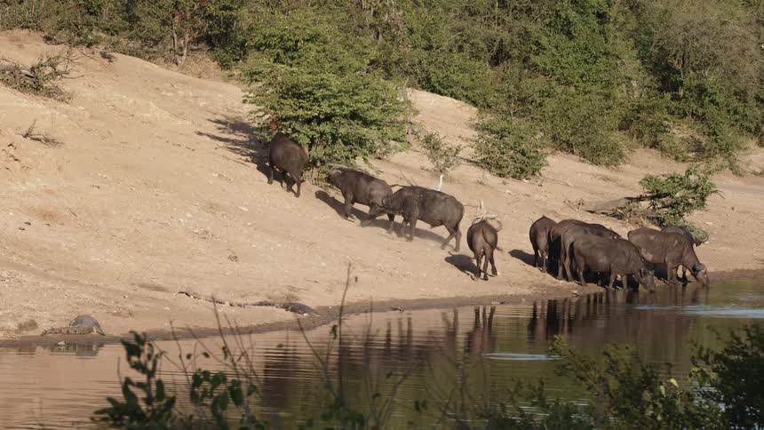 The herd drink water from the stream