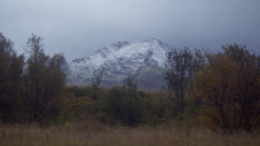 A forest is before the mountains