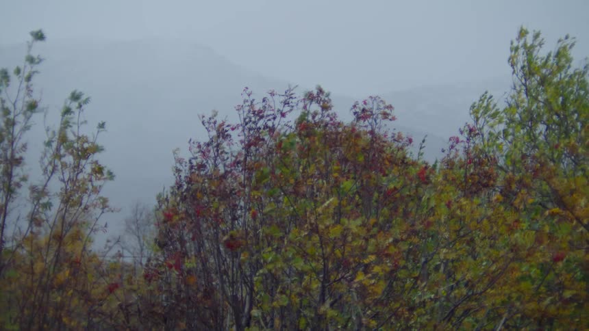 Tree leaves swaying in the wind