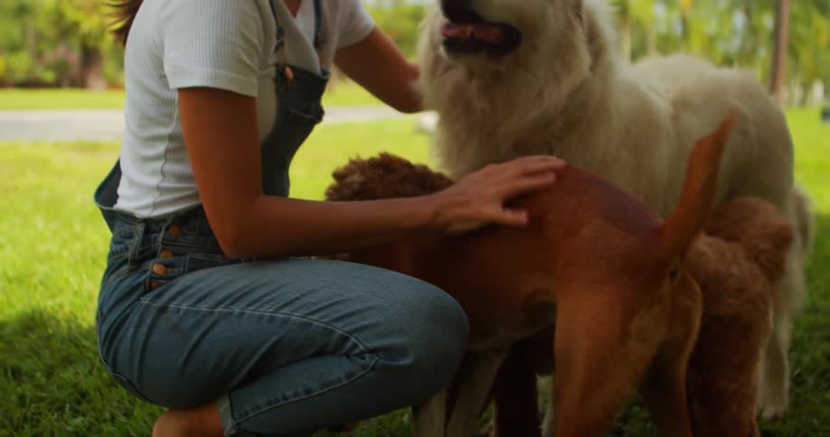 Woman crouches on lawn and pets three dogs