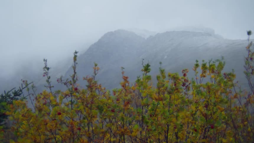 Bushes swing on the wind next to a mountain range