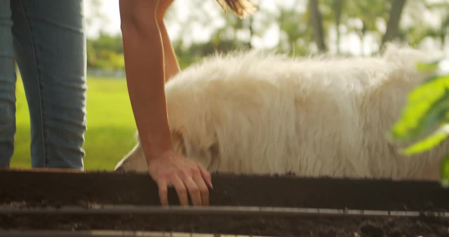 A woman is gardening in her backyard when a large dog approaches and the woman scratches him