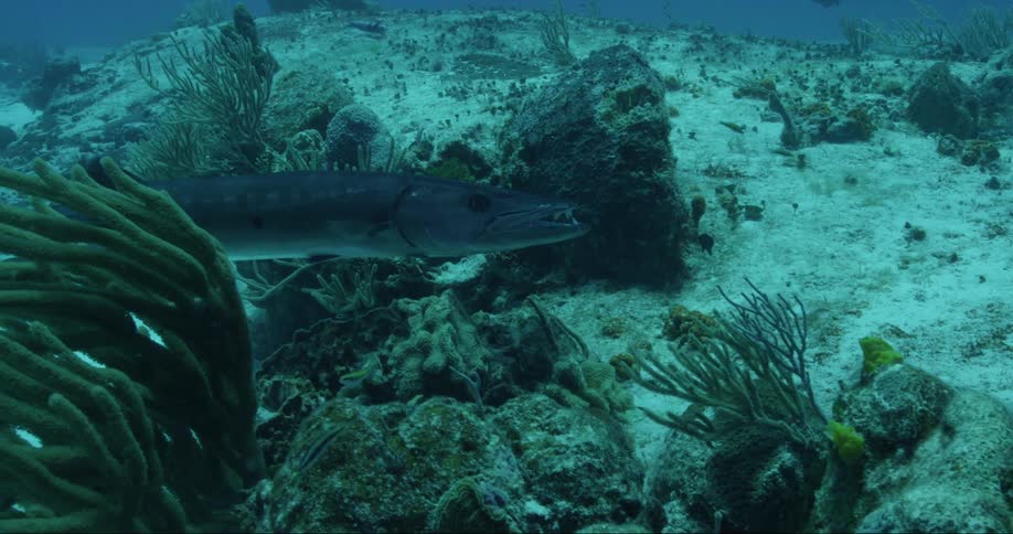 Barracuda in the deep ocean